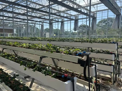 白鶴草莓香飄四溢，植物工廠開(kāi)啟全年果香新紀(jì)元